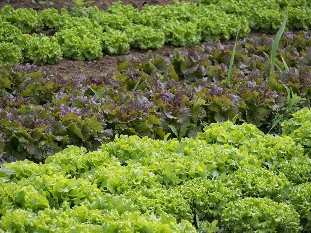 Veganisme: guide pour débutants